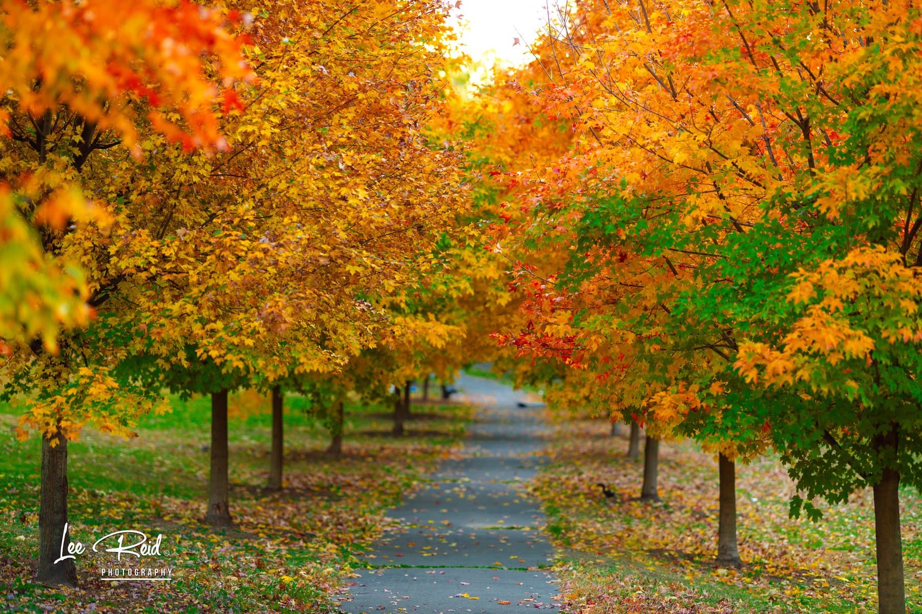 Landscape photography by Lee Reid